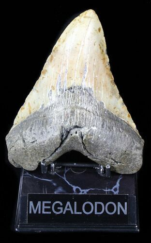 Bargain Megalodon Tooth - North Carolina #38674